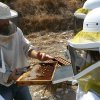 autumn visit to the hives 2